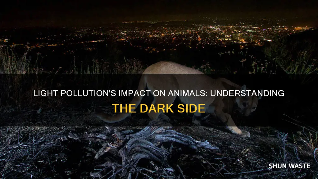 how can light pollution affect animals