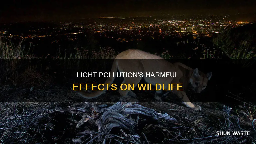 how can light pollution harm wildlife