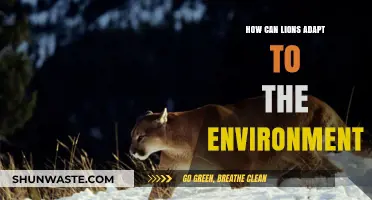Lions' Survival Strategies: Adapting to Changing Environments for Longevity