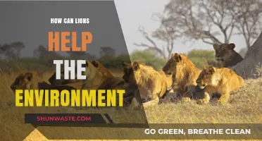 Lions' Role in Ecosystem Balance and Environmental Conservation Explained