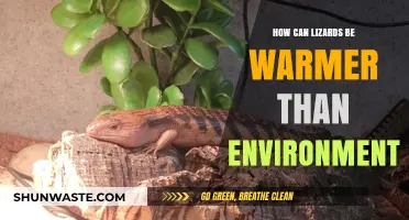 Lizards' Heat Secrets: How They Stay Warmer Than Their Surroundings