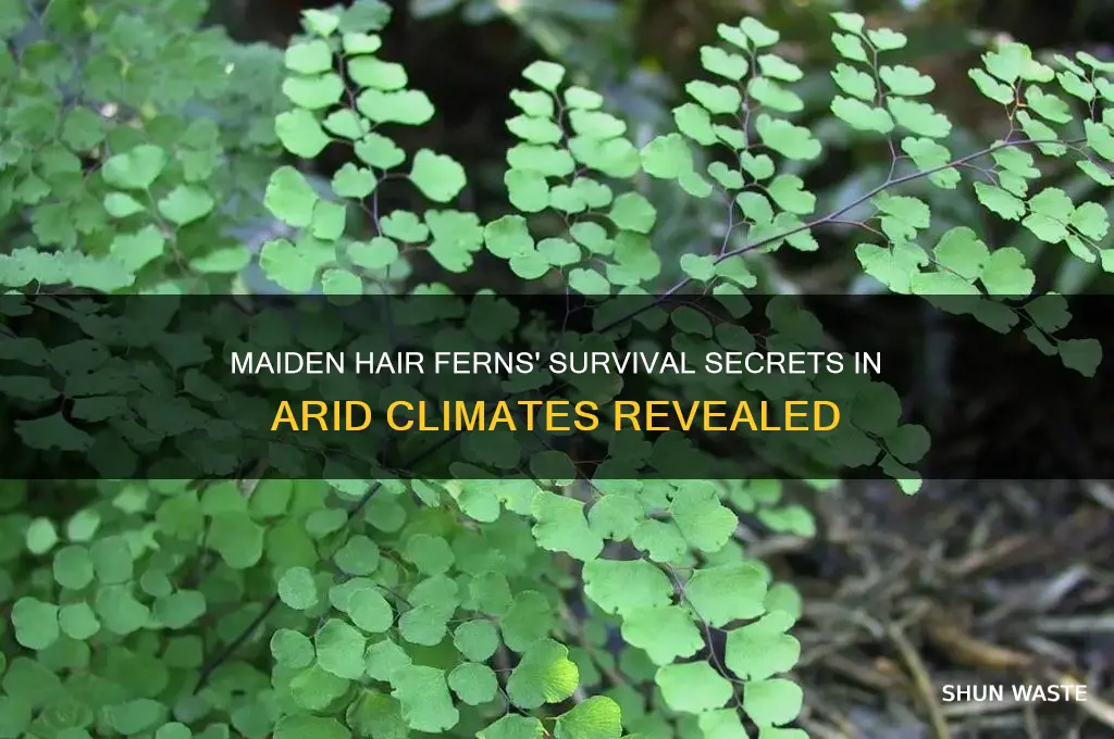 how can maiden hair ferns survive in arid environments