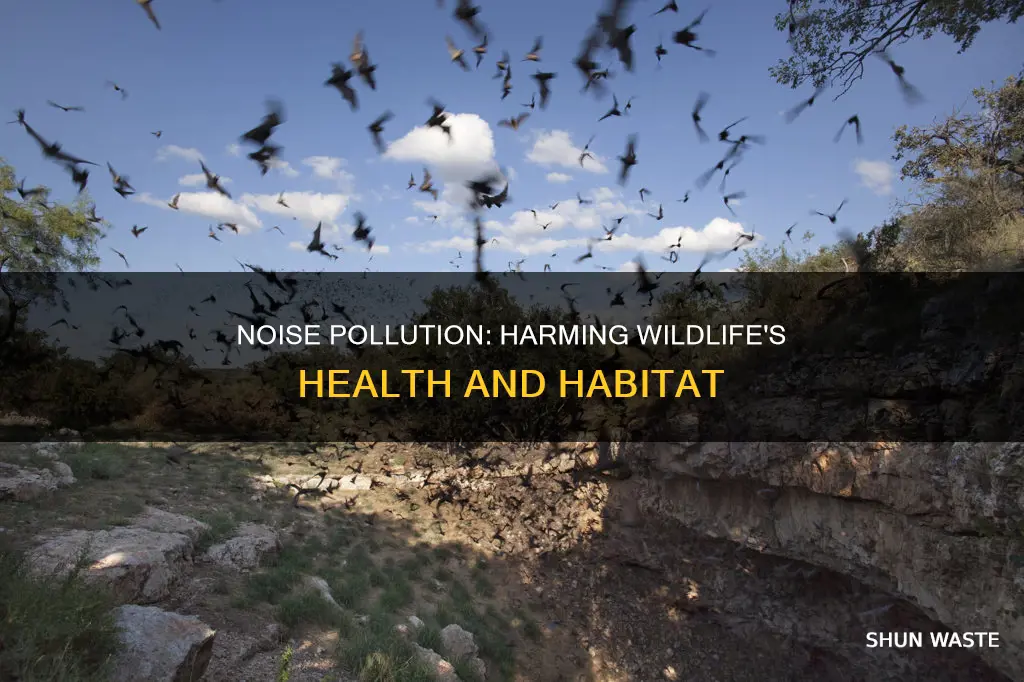 how can noise pollution harm wildlife answers