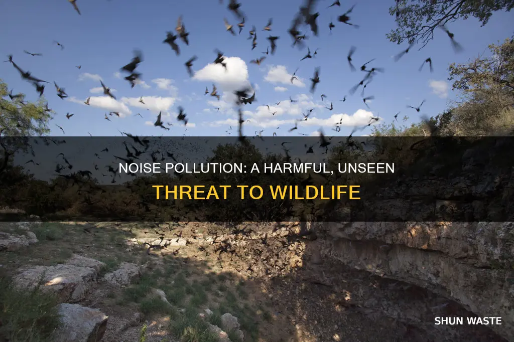 how can noise pollution harm wildlife