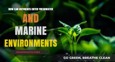 Nutrient Pathways: How Substances Enter Freshwater and Marine Ecosystems