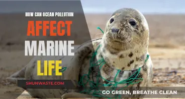 Ocean Pollution: Understanding the Impact on Marine Life