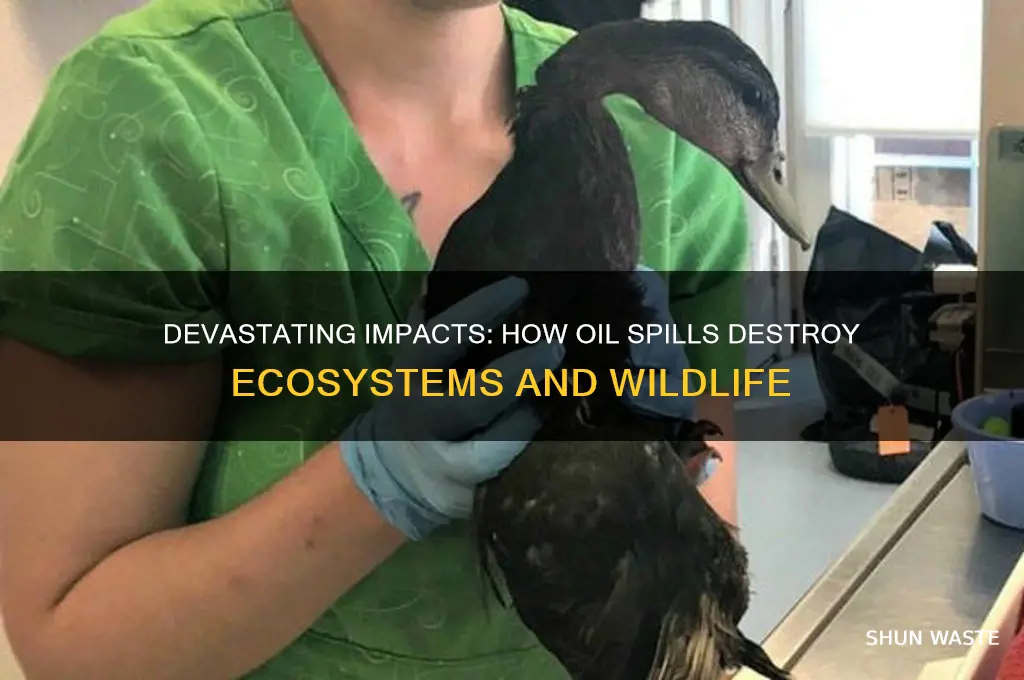 how can oil spills harm the environment