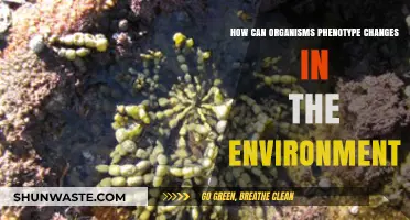 Environmental Shifts: How Organisms Adapt Phenotypic Changes for Survival