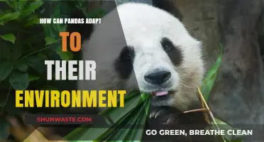 Pandas' Survival Strategies: Adapting to Changing Environments and Habitats