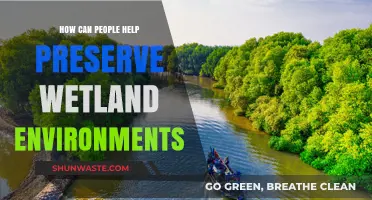 Protecting Wetlands: Simple Actions for Preserving Vital Ecosystems Today