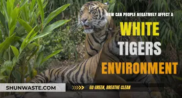 Human Actions Threatening White Tigers: Environmental Impact and Conservation Challenges
