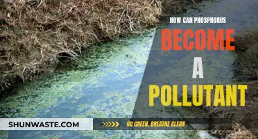 Phosphorus Pollution: How It Happens and Why It's Harmful