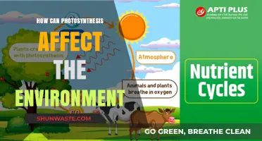 Photosynthesis' Environmental Impact: Shaping Ecosystems and Climate Balance