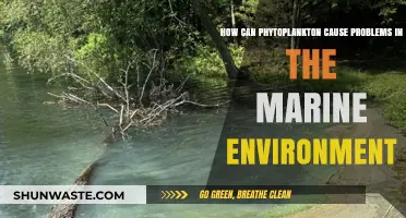 Phytoplankton Overgrowth: Unseen Threats to Marine Ecosystems Explained