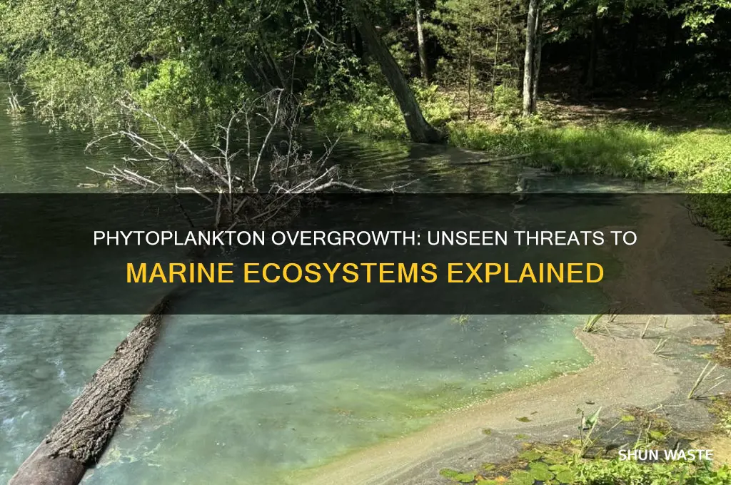 how can phytoplankton cause problems in the marine environment