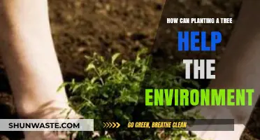 Planting Trees: A Simple Yet Powerful Way to Heal Our Planet