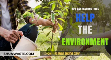 Planting Trees: A Powerful Solution for Environmental Restoration and Sustainability