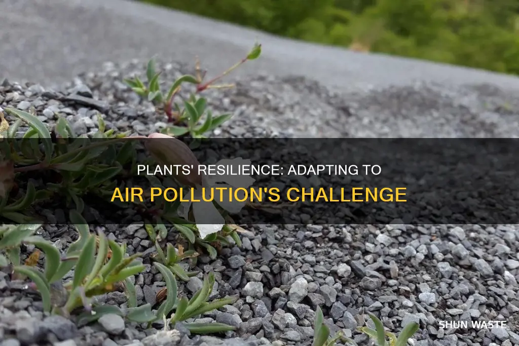 how can plants adapt to air pollution