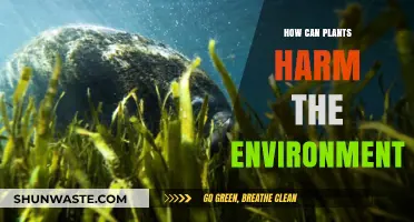 Unexpected Environmental Threats: How Invasive Plants Disrupt Ecosystems