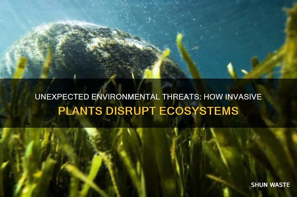 how can plants harm the environment