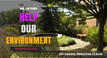 Green Guardians: How Plants Protect and Heal Our Environment