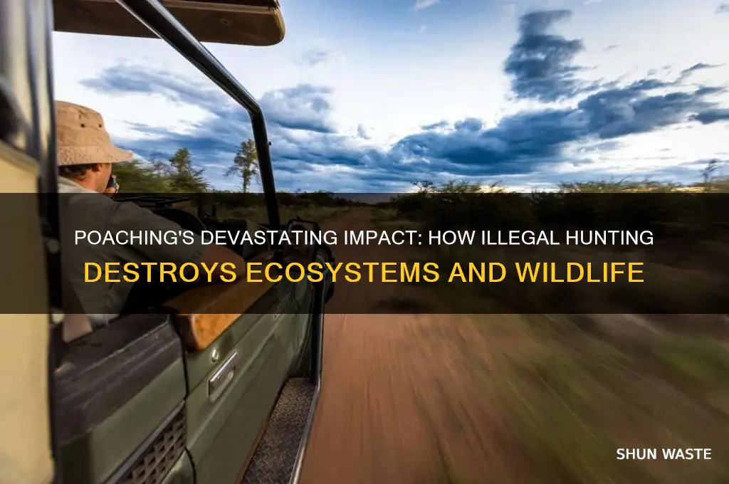 how can poaching affect the environment