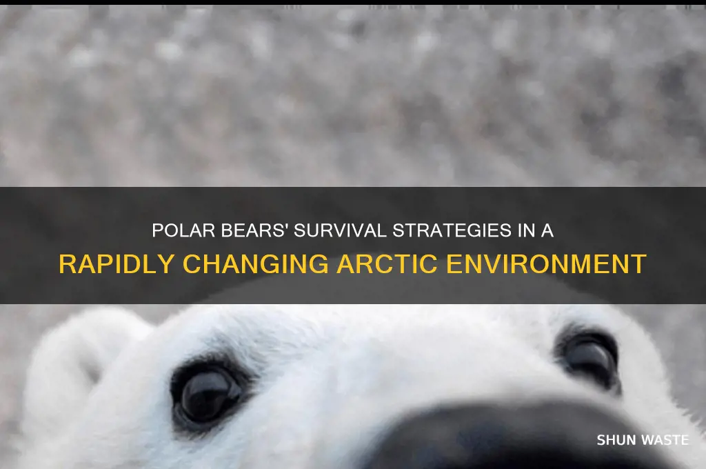 how can polar bears adapt to changing environments