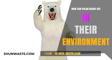 Polar Bears' Vision: Adapting to Arctic Survival and Hunting