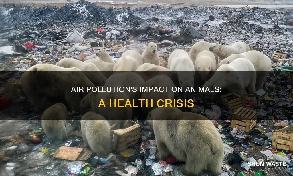 how can pollutaed air afefct animals