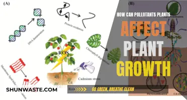 Polluting Plants: Growth Impact and Environmental Concerns