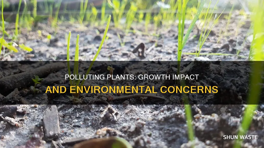 how can pollutants plants affect plant growth