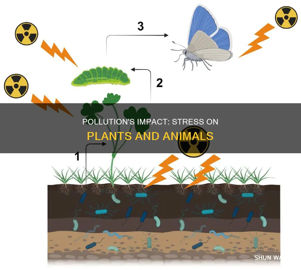 how can pollutants put stress on plants and animals