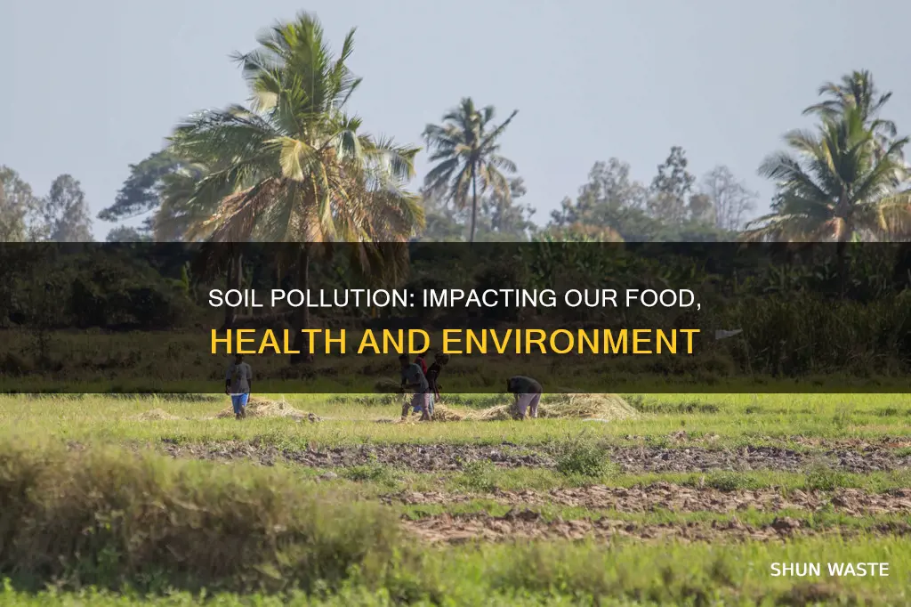 how can polluted soil affect our food