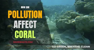 Pollution's Impact on Coral: A Complex Threat