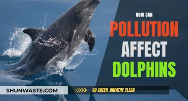 Dolphin Danger: Understanding Pollution's Impact