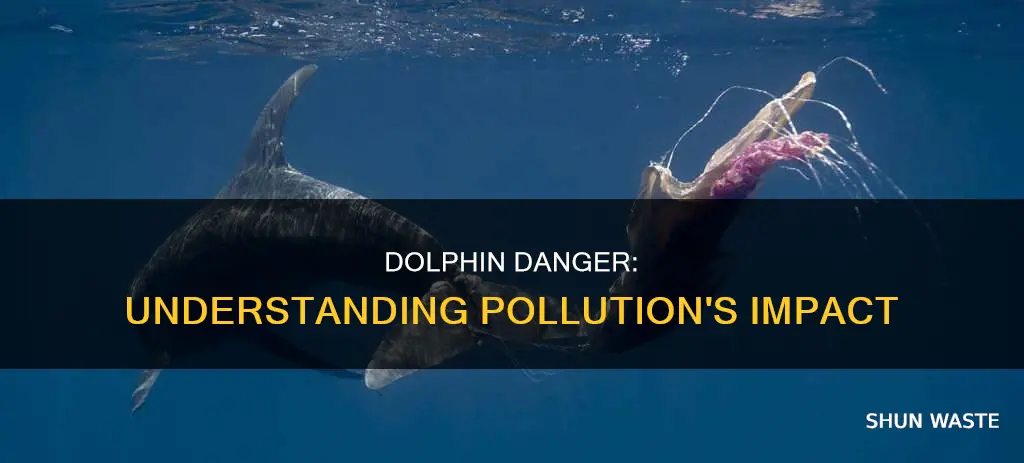 how can pollution affect dolphins