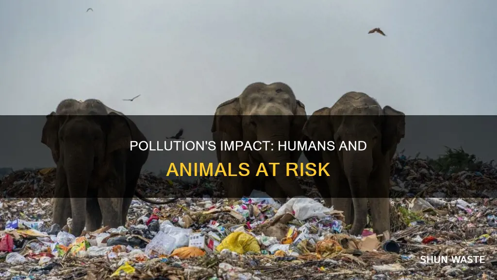 how can pollution affect humans and animal