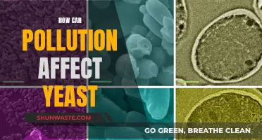 Yeast Under Threat: Pollution's Impact Explored