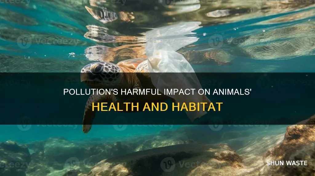 how can pollution harm animals