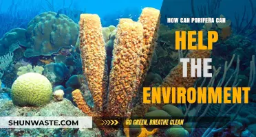 Porifera's Eco-Role: How Sponges Boost Marine Health and Biodiversity