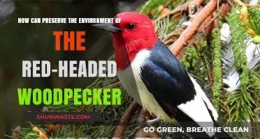 Protecting Red-Headed Woodpeckers: Sustainable Practices for Habitat Preservation