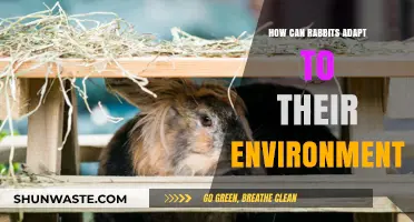 Rabbits' Remarkable Adaptations: Thriving in Diverse Environments Naturally