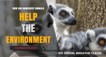 Rainforest Animals: Vital Roles in Sustaining Our Environment and Ecosystem