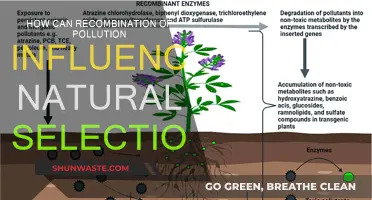 Recombining Pollution: Natural Selection's Influence