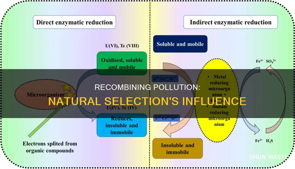 how can recombination of pollution influence natural selection