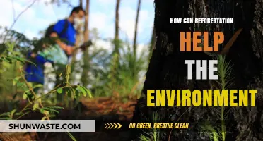 Reviving Ecosystems: How Reforestation Combats Climate Change and Restores Biodiversity