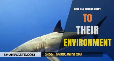 Sharks' Survival Secrets: Adapting to Ocean Environments with Precision