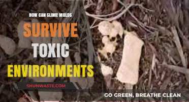 Slime Molds' Resilience: Surviving and Thriving in Toxic Environments