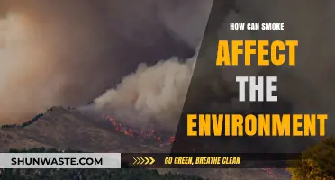 Smoke's Environmental Impact: Pollution, Climate Change, and Ecosystem Destruction Explained