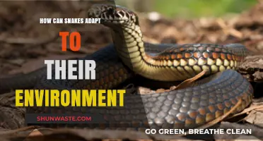 Snake Survival Secrets: Adapting to Diverse Environments for Success